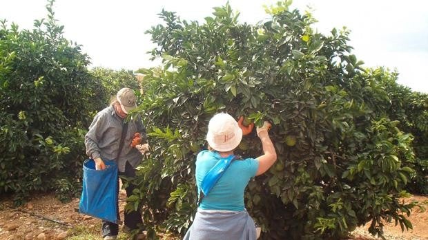 La inestabilidad de los mercados marca el inicio de la campaña de los cítricos en Córdoba