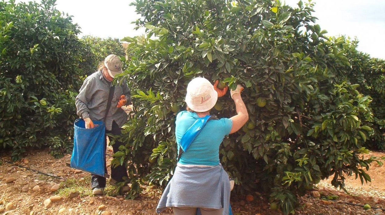 Jornaleras en la recogida de la naranja