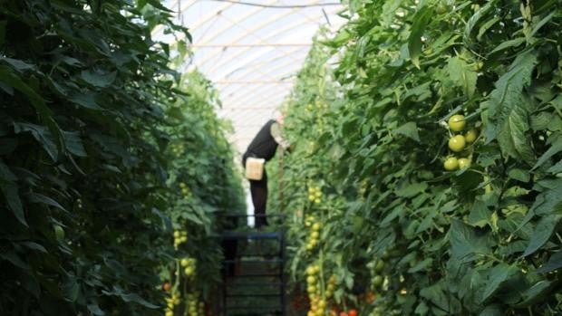 Agricultura y servicios empujan los datos de empleo en Almería