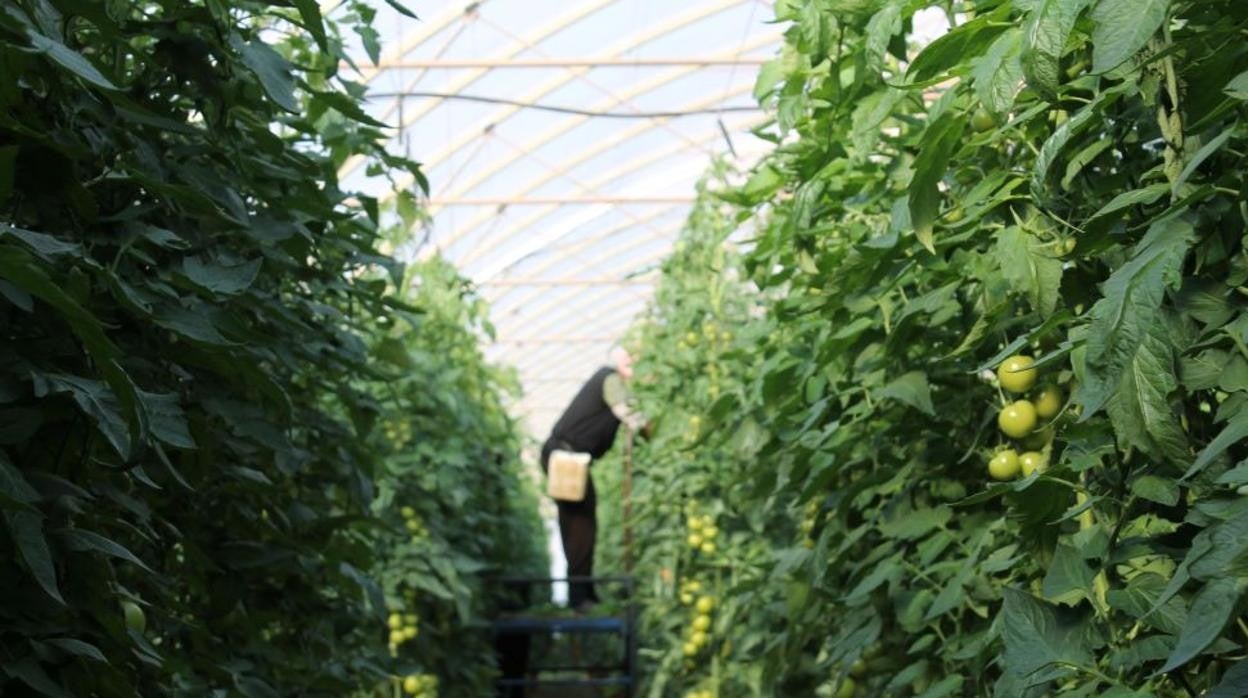 Trabajador en un invernadero con cultivo de tomates en Almería.