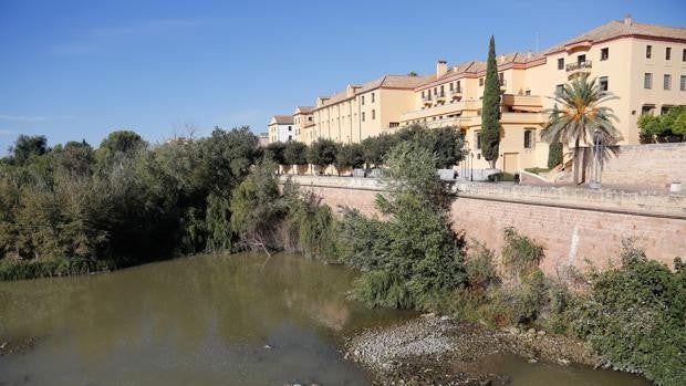 Los históricos molinos del río Guadalquivir en Córdoba, casi ocultos por la vegetación descontrolada