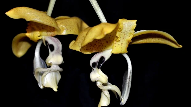 Bautizan a una nueva orquídea descubierta en Guatemala con el nombre de Estepona