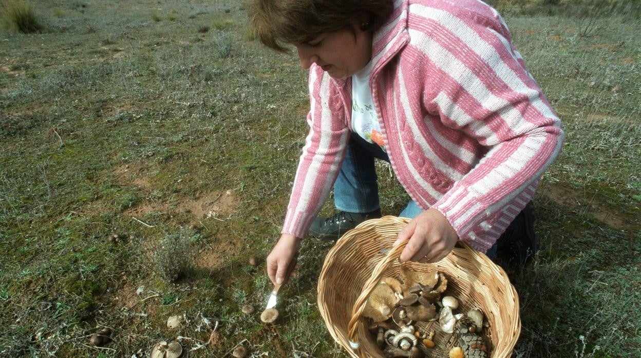 Una mujer recogiendo setas