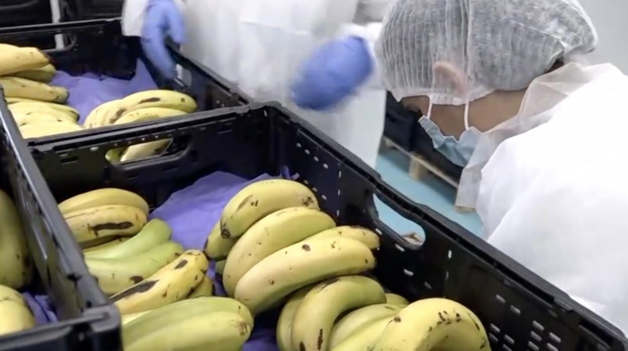 Las primeras partidas de Plátanos de Canarias de La Palma ya están en La Unión en Almería.