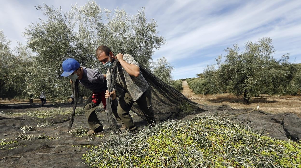 dos jornaleros acarrean un fardo de aceitunas en la campaña del olivar de Córdoba