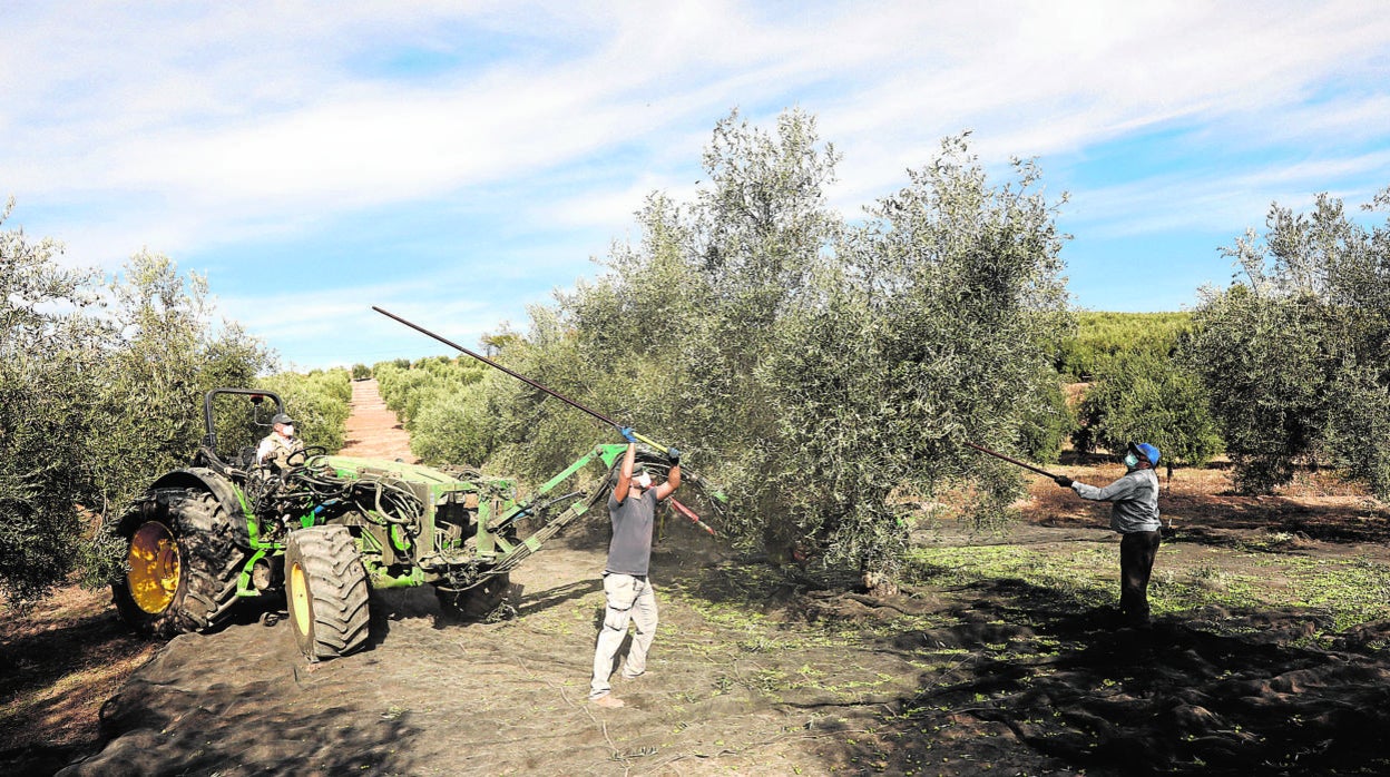 Recogida de la aceituna en Montilla durante la campaña pasada