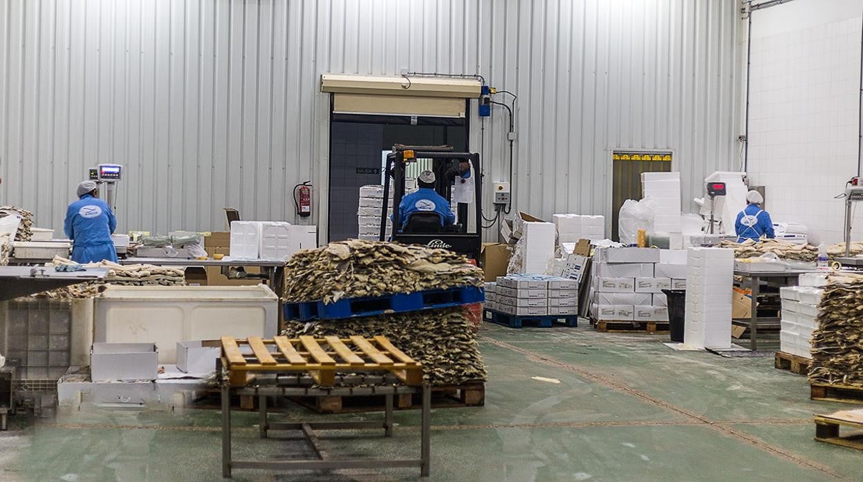 Trabajo en las instalaciones de la empresa Albacor en Castro del Río