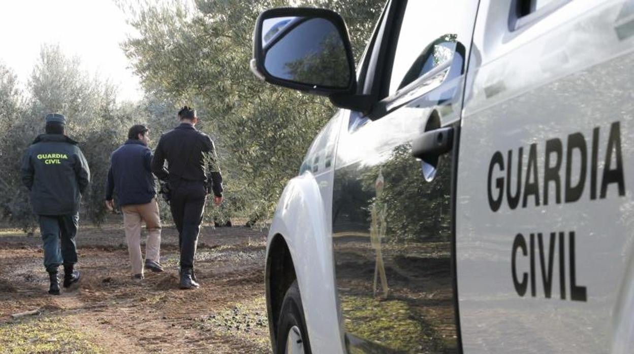 Agentes del Equipo Roca en una inspección en un olivar de Montilla