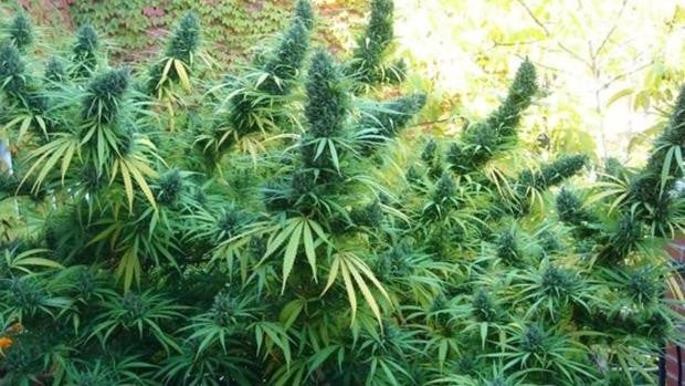 Andalucía lidera la producción de marihuana en España