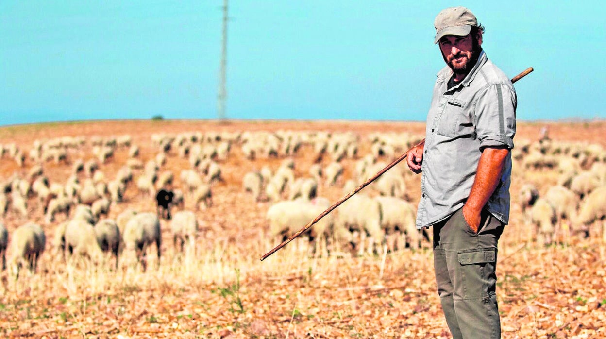 Molina, en el campo con un rebaño de ovejas