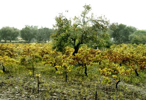 Viñas cortesanas