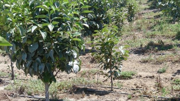 Los regantes piden la condonación de cánones tras la declaración de sequía