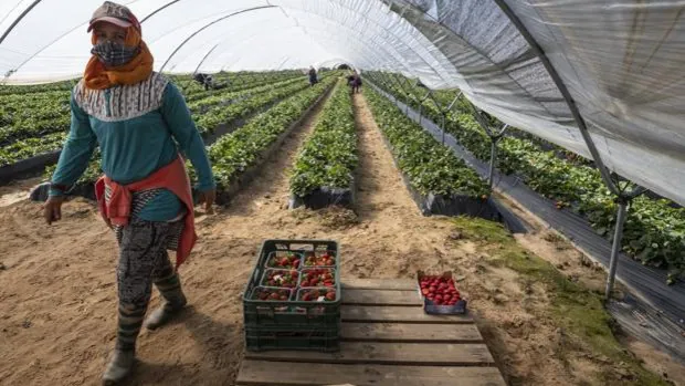 En Huelva hay 3.553 peones agrícolas sin trabajo, pero la fresa la recogen extranjeros
