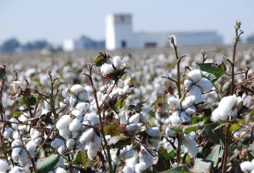 El algodón acaba la campaña en Córdoba con más cosecha y mejores precios por kilo