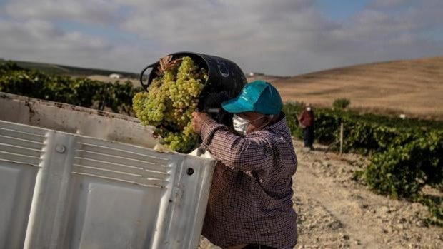 Trabajo vuelve a apuntar contra el campo con el envío masivo de cartas sobre fraude laboral