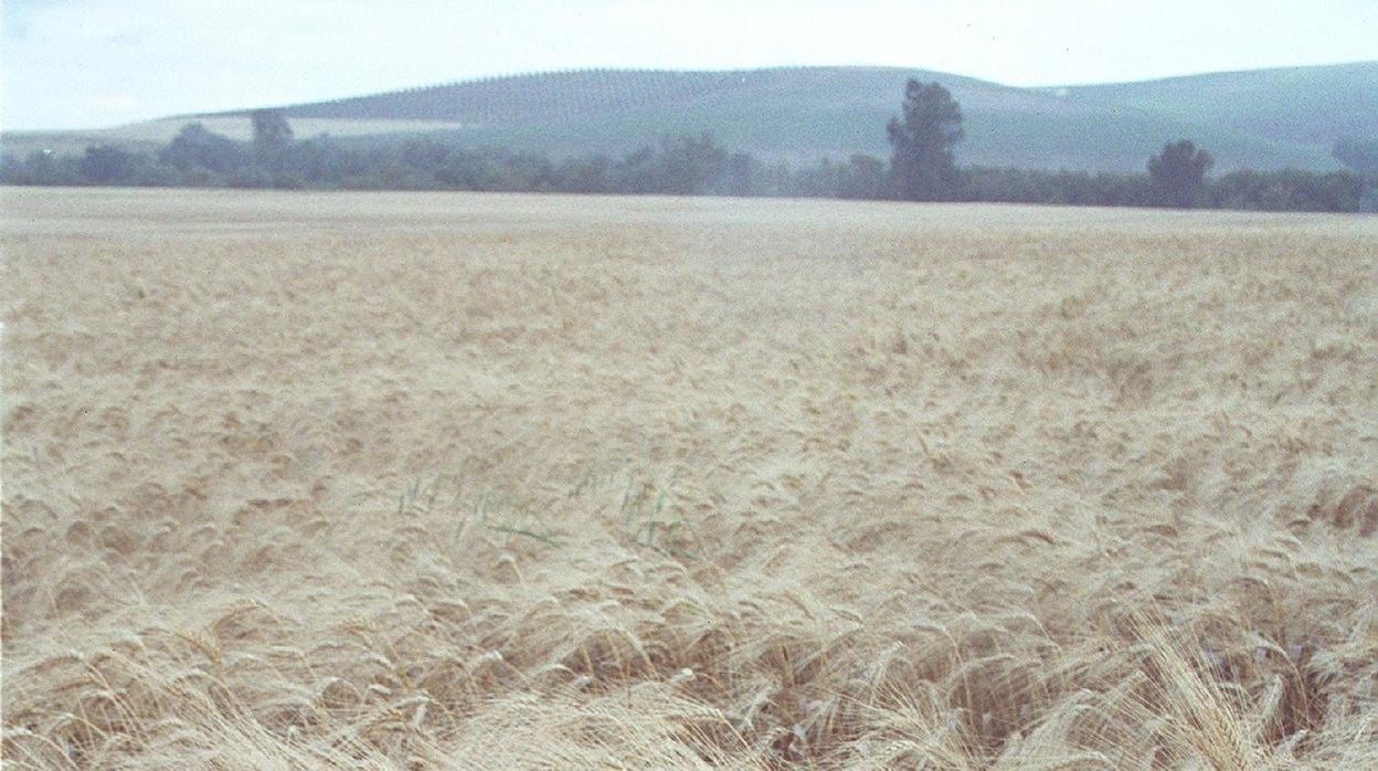 Campo de trigo en la provincia de Córdoba