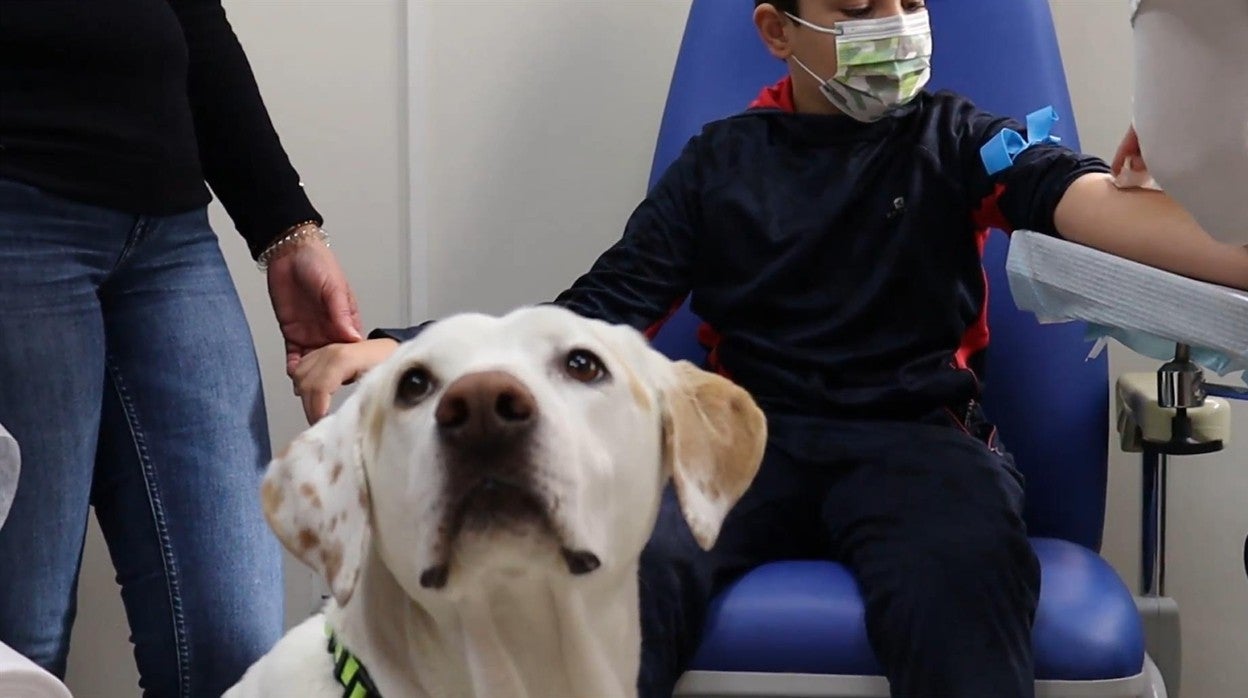 La perrita Niebla durante el proceso de extracción de sangre de un niño en el Hospital Universitario Virgen de las Nieves de Granada