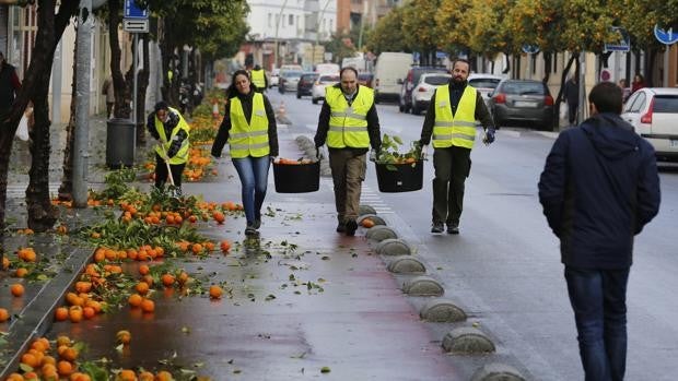 Fepamic volverá a recoger las naranjas de los árboles en las calles de Córdoba