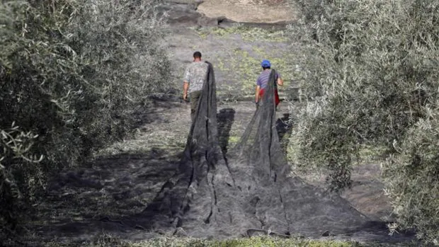 El campo cordobés urge 3.000 jornaleros para recolectar el olivar de sierra