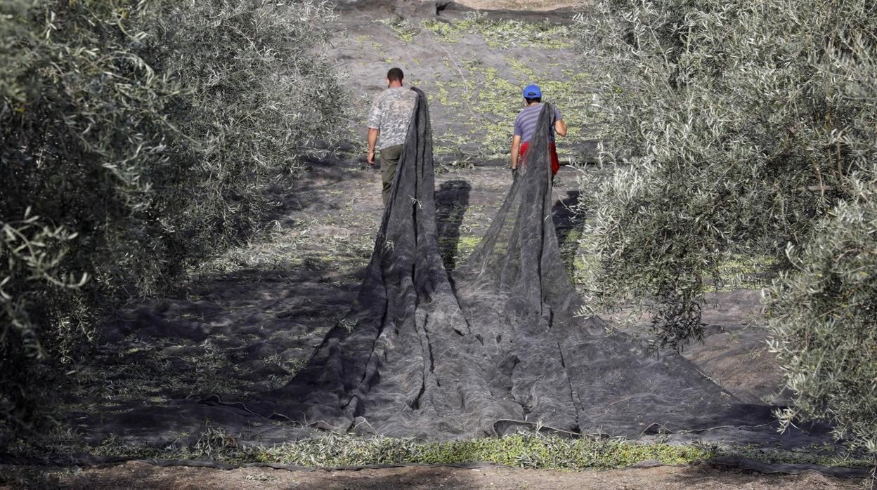 Dos jornaleros en un olivar de Montilla durante la campaña de recogida de la aceituna