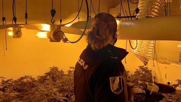 Detenido el dueño de una plantación de marihuana 'indoor' en un piso ocupado en Córdoba