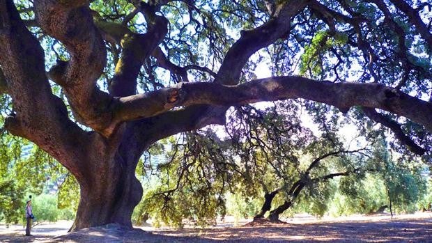 La 'encina milenaria' de Rute, símbolo natural de la Subbética, aparece con el tronco partido en dos