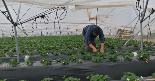 Otra imagen de un ecuatoriano trabajando en la recogida de la fresa