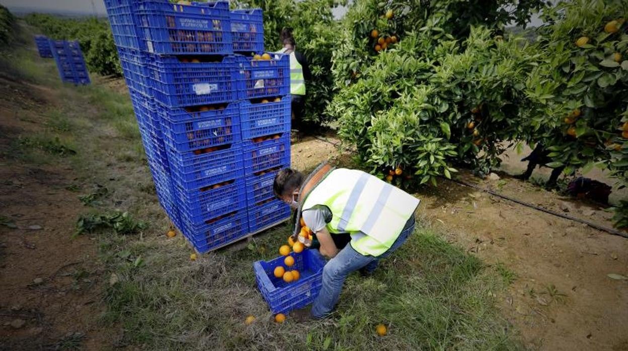 Recogida de la naranja