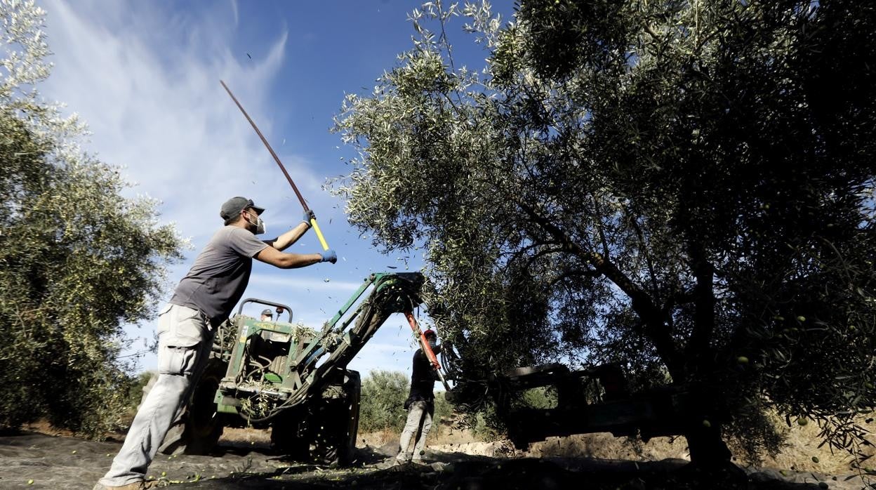 Un trabajador del campo varea un olivo