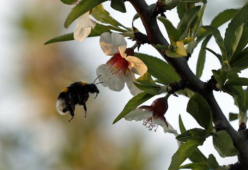 Un insecto en un almendro en flor