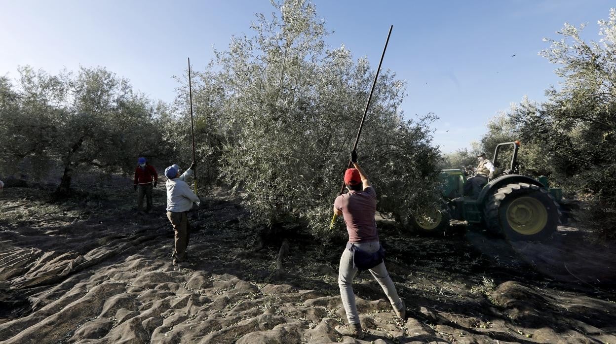 Jornaleros vareando un olivo en una explotación agrícola de Montilla