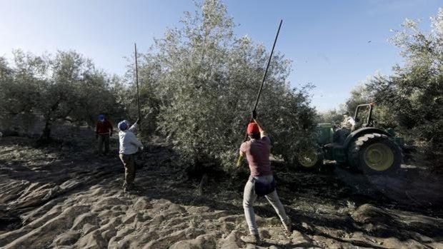 Córdoba produce 168.649 toneladas de aceite de oliva en los tres primeros meses de campaña, un 24% más