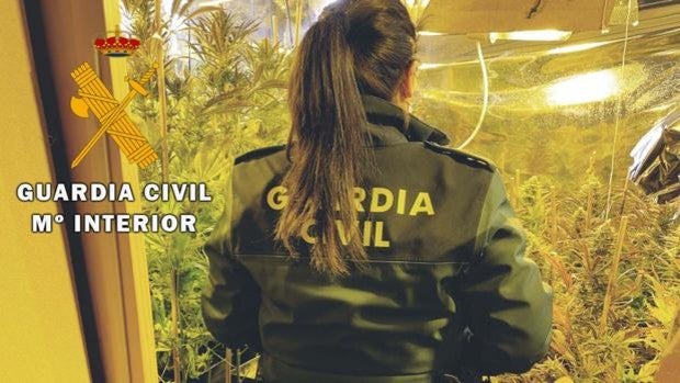 Agentes desmantelan un cultivo con 200 plantas de marihuana en un local de ocio nocturno cerrado