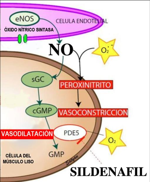 Esquema de la función del óxido nítrico (NO) como vasodilatador desde el endotelio hacia las células del músculo liso y el efecto sinérgico del sildenafilo. Adaptado de Golombek (Neoreviews, 2017) por M. Jiménez. Golombek, et al (2017) Neoreviews (2017) 18 (5): e327–e344