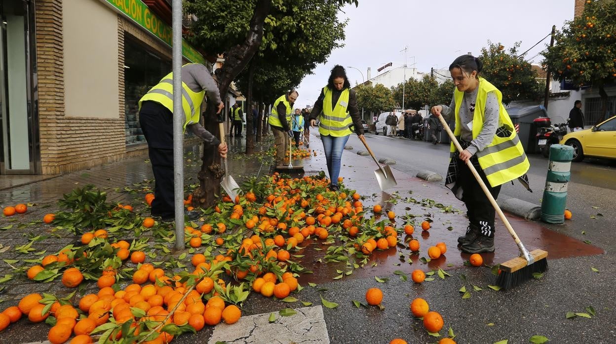 Asociados a Fepamic recogen cítricos en Cañero