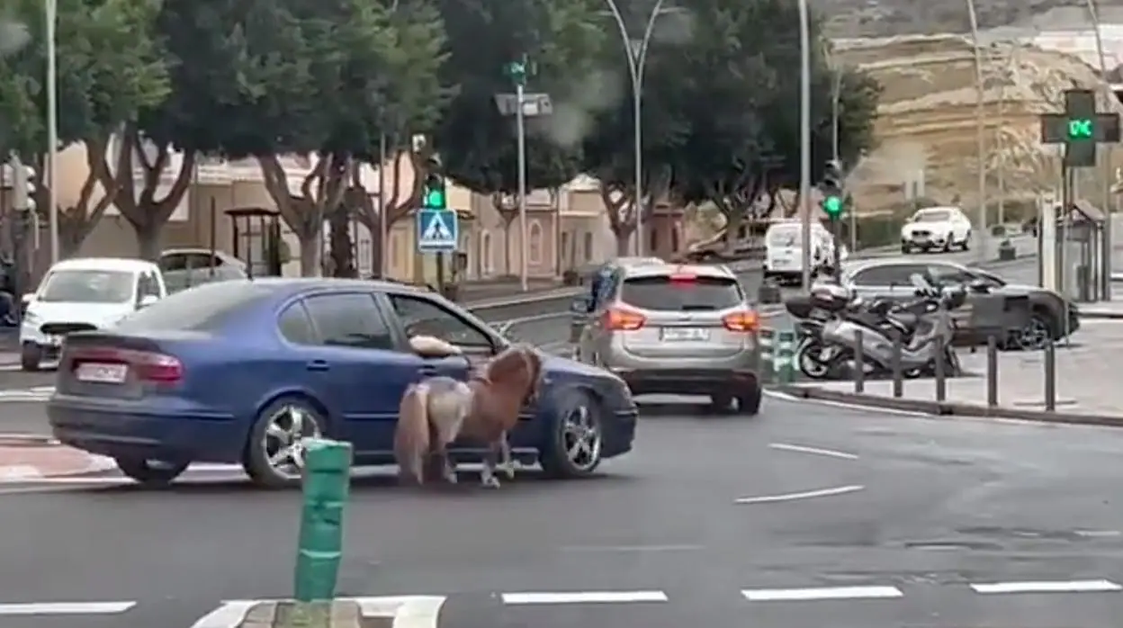 Vídeo que denuncia el maltrato a un poni en Huércal de Almería.