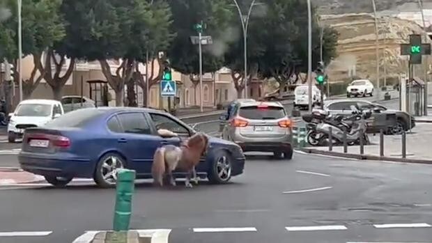 La Guardia Civil pide colaboración para localizar a un hombre que paseaba a un poni atado a un coche