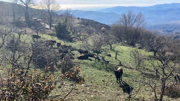 Un centenar de vacas pastan sin control en Sierra Nevada causando numerosos daños