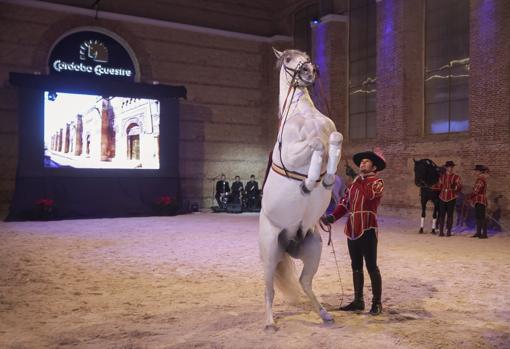 Un caballo blanco sobre sus patas