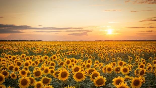 El girasol se sitúa como un cultivo de gran potencial en Andalucía