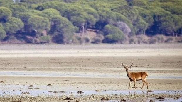 WWF eleva a 1.900 hectáreas la ampliación de regadíos en Doñana por la revisión del plan de la fresa