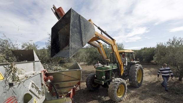 Salud archiva la denuncia de Madrid contra la DOP de Baena por difundir los efectos beneficiosos de su aceite