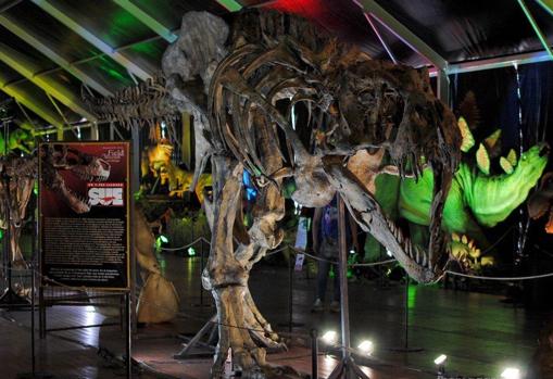 Como si el meteorito no hubiera caído | Dino Expo XXL trae a Córdoba a más de 100 dinosarios del Cretácico