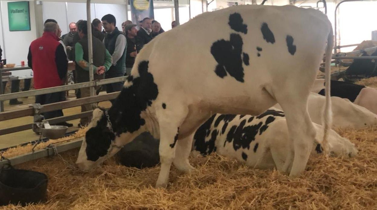 Imagen de una edición pasada de la Ferian Agroganadera