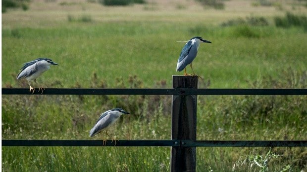 El PSOE de Huelva pide las infraestructuras hídricas para hacer compatible Doñana y los regadíos