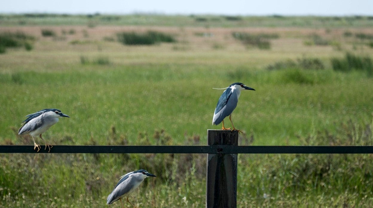 Ejemplares de garzas Nycticorax nycticorax o martinetes en los humedales de Doñana