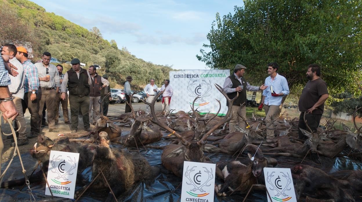 Trofeos tras una montería en Córdoba