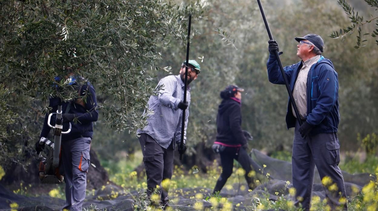 Trabajadores del campo, en un olivar de Baena durante la campaña de recogida de la aceituna