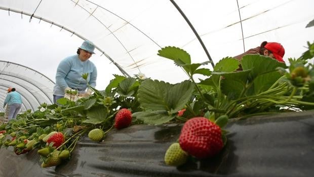 Juicio en Huelva contra el capataz de una finca por supuesto abuso sexual de temporeras de Marruecos