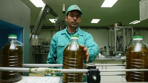 Asaja afirma que las «magníficas salidas» del aceite en Córdoba augura la venta de toda la producción